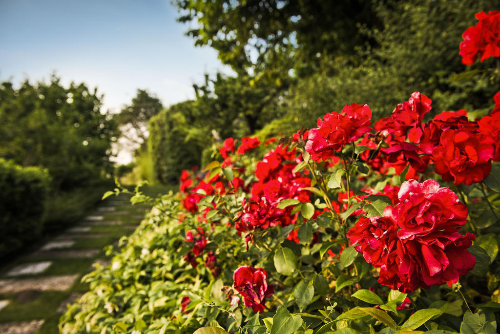 Corte Delle Cicale Bed and Breakfast Bardolino Zewnętrze zdjęcie